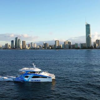 Kontrollblick: Hai-Spotting bei Sea World Cruises 2