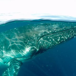 Kontrollblick: Hai-Spotting bei Sea World Cruises 3