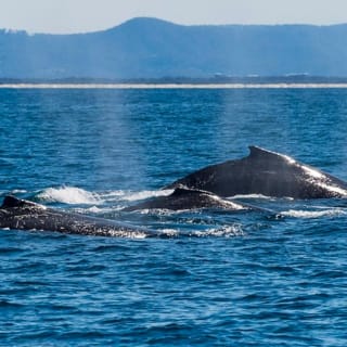 Kontrollblick: Hai-Spotting bei Sea World Cruises 4