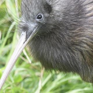 Willowbank Wildlife Reserve Day Entry 4