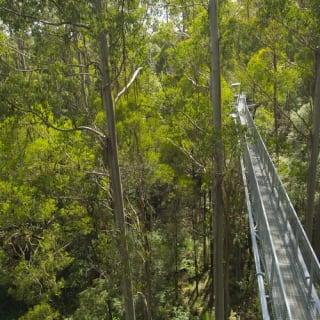 Otway Fly Treetop Walk: Stroll the Magestic Otway Ranges 1