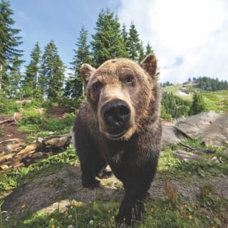 Grouse Mountain: General Admission 2