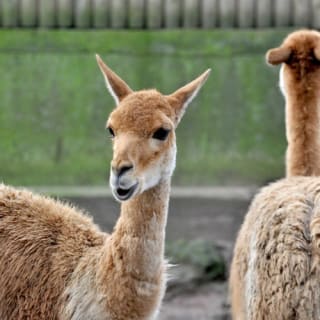 Bioparco di Roma: Biglietto aperto 4