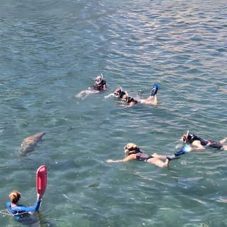 San Juan Snorkel with Turtles and Manatee's; Free Video and Rum! 9