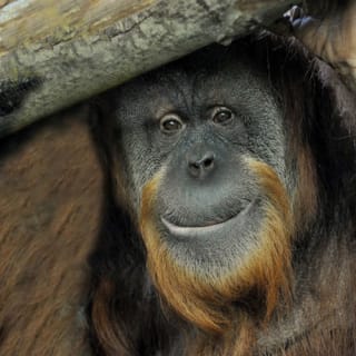 Bioparco di Roma: Biglietto aperto 3