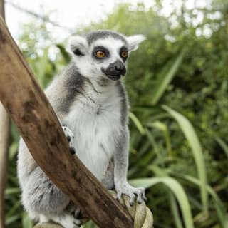 Willowbank Wildlife Reserve Day Entry 9