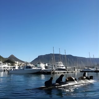 Seal Snorkeling with Animal Ocean in Hout Bay 19