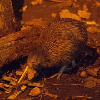 Willowbank Wildlife Reserve Day Entry 10