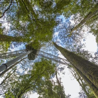 Otway Fly Treetop Walk: Stroll the Magestic Otway Ranges 2
