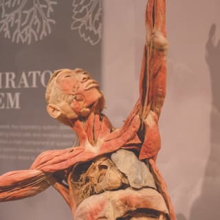 REAL BODIES at Bally’s Hotel & Casino 1