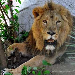 Bioparco di Roma: Biglietto aperto 6