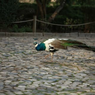 Castelo de São Jorge: Bilhete Fast-Track + Passeio Guiado 23