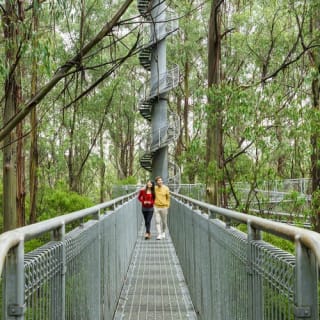 Otway Fly Treetop Walk: Stroll the Magestic Otway Ranges 5
