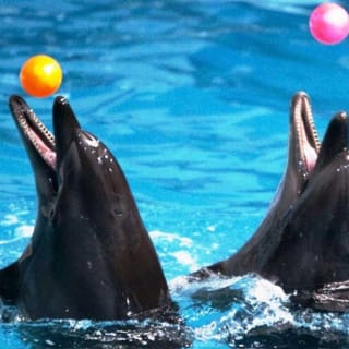 Dubai Dolphinarium: Dolphin & Seal Show 1
