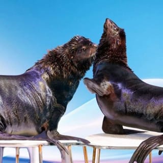 Dubai Dolphinarium: Dolphin & Seal Show 3