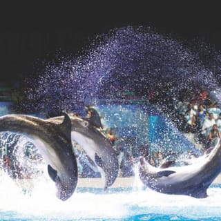 Dubai Dolphinarium: Dolphin & Seal Show 4