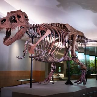 Field Museum of Natural History Early Access Ticket 1