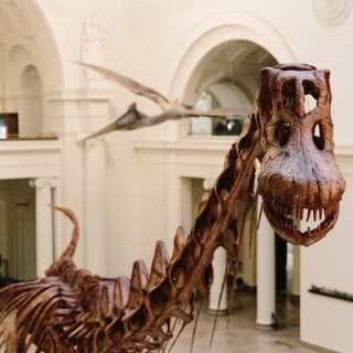Field Museum of Natural History Early Access Ticket 3