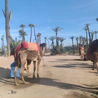 Camel ride at sunset in Marrakech palm grove 10