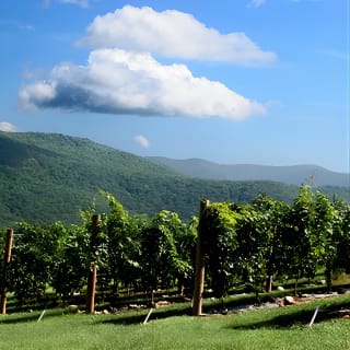 Full-Day Wine Country Wine Tastings From Atlanta 3