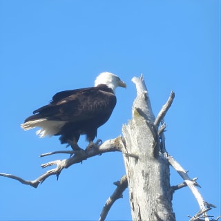Wildlife and Glaciers with a walk in the Rainforest 10