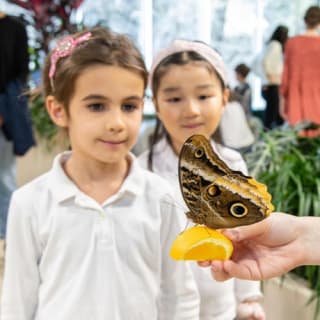 American Museum of Natural History (AMNH): Plus One Ticket 5
