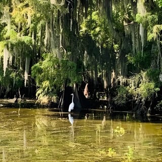 New Orleans Swamp Tour Boat Adventure 5