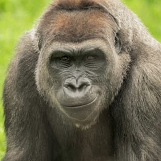 Franklin Park Zoo: Entry Ticket 8