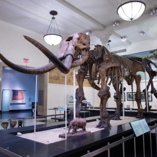 American Museum of Natural History (AMNH): Plus One Ticket 9