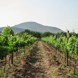 Visita a bodegas con cata y tour por Bernal 2