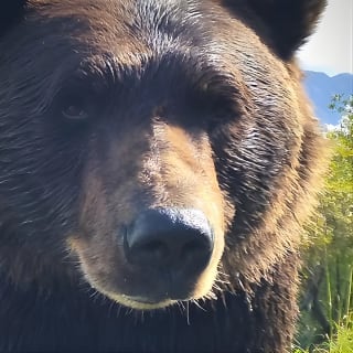 Anchorage to Wilderness Wildlife Glacier Value 1