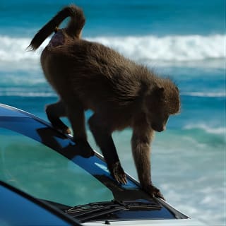 Cape Point and Boulder's Penguins Full Day Tour 5