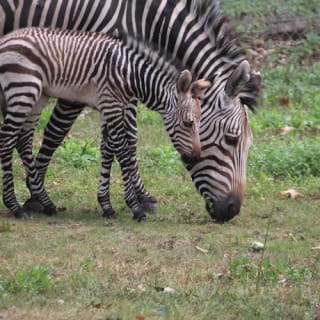 Franklin Park Zoo: Entry Ticket 12