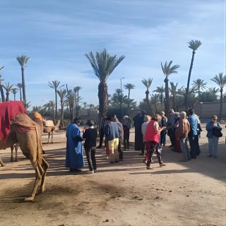 Camel ride at sunset in Marrakech palm grove 11