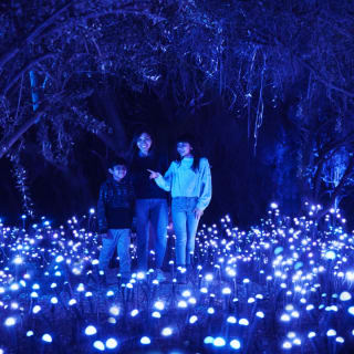 Light Cycles: ¡Una experiencia inmersiva nocturna entre luces y sonidos de la naturaleza! 3