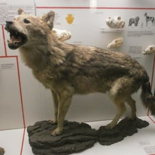 Museo Civico di Storia Naturale di Milano: Biglietto d'ingresso + audioguida 6