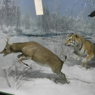 Museo Civico di Storia Naturale di Milano: Biglietto d'ingresso + audioguida 8