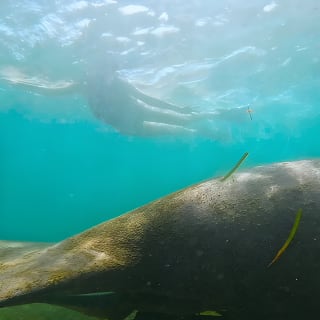 San Juan Snorkel with Turtles and Manatee's; Free Video and Rum! 11