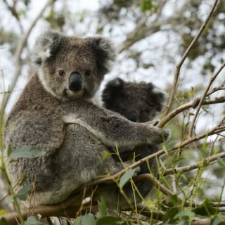Great Ocean Road: Sunset Tour from Melboune 7