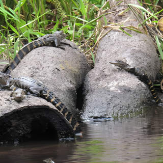 Exclusive Nature Escape Kayak Adventure sur Blackwater Creek 11