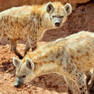 Out of Africa Wildlife Park 6
