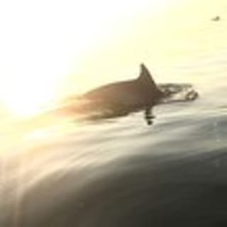 Sunset Dolphin Kayak Tours 2