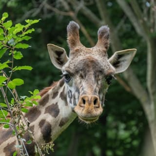 Franklin Park Zoo: Entry Ticket 15