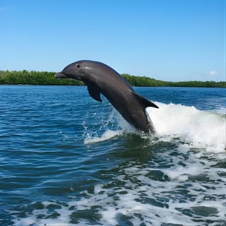 Dolphin Tours - Fort Myers Beach / Naples 15