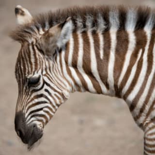 Out of Africa Wildlife Park 10