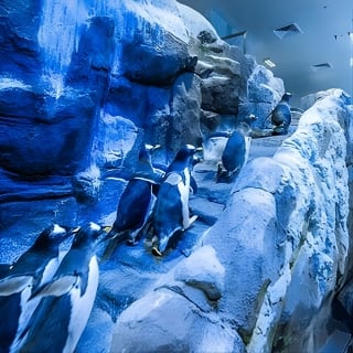 Dubai Aquarium with Glass bottom boat tour 6