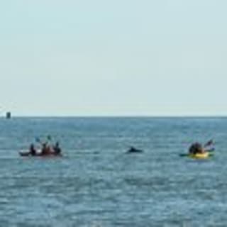 Sunset Dolphin Kayak Tours 11