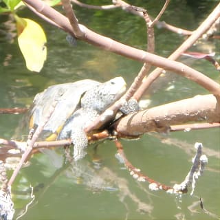 Tour guidato in kayak Eco - Bunche Beach 6