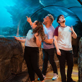 SEA LIFE London Aquarium 2