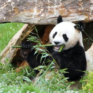 ZooParc de Beauval 2